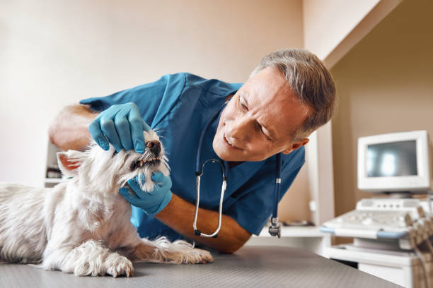 Best Emergency Tooth Extraction in Glen Ellen, CA